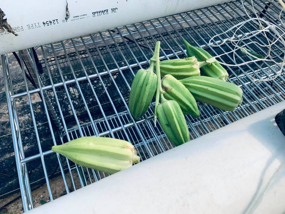 We have okra growing and someone picked these right before I got there with my camera.