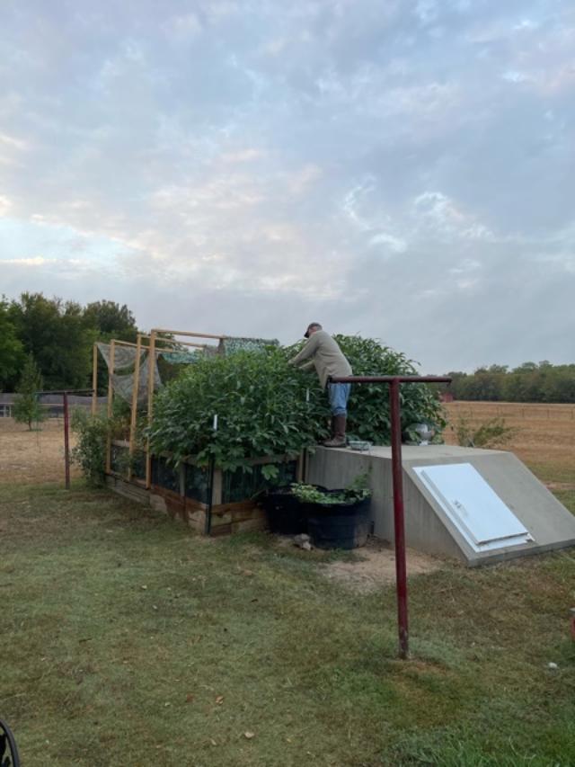 Mary Jane's husband working on the okra in his garden.