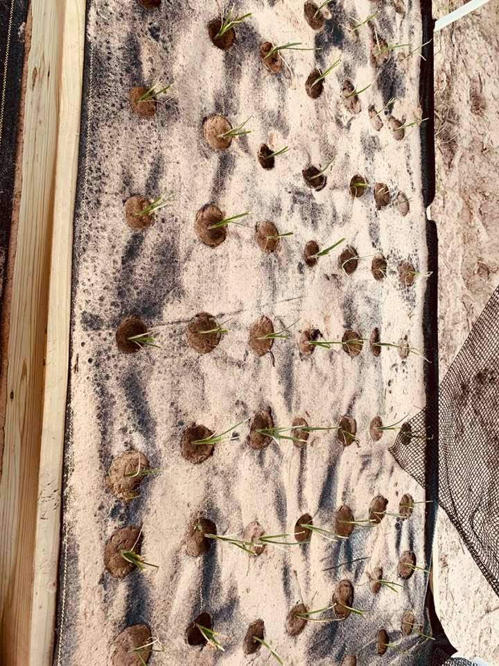 Onions growing in a raised bed that we have weed barrier in.