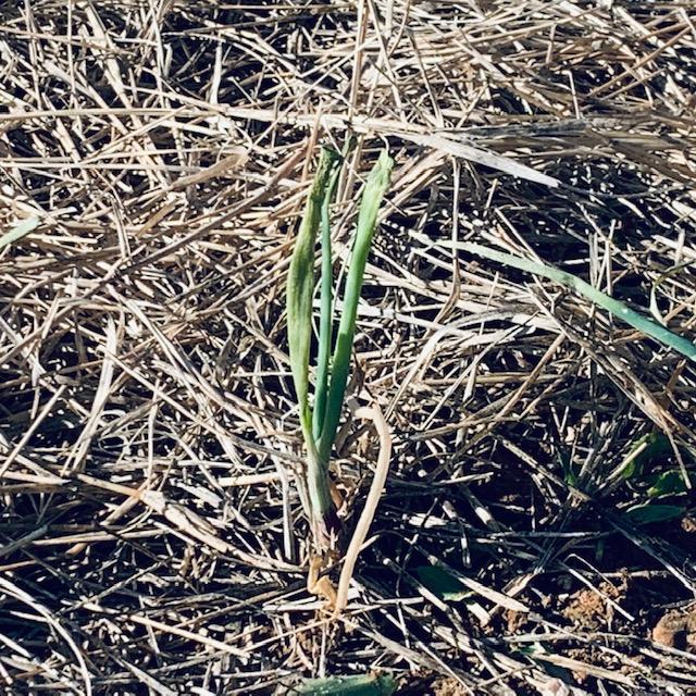 An individual onion planted in our onion bed.