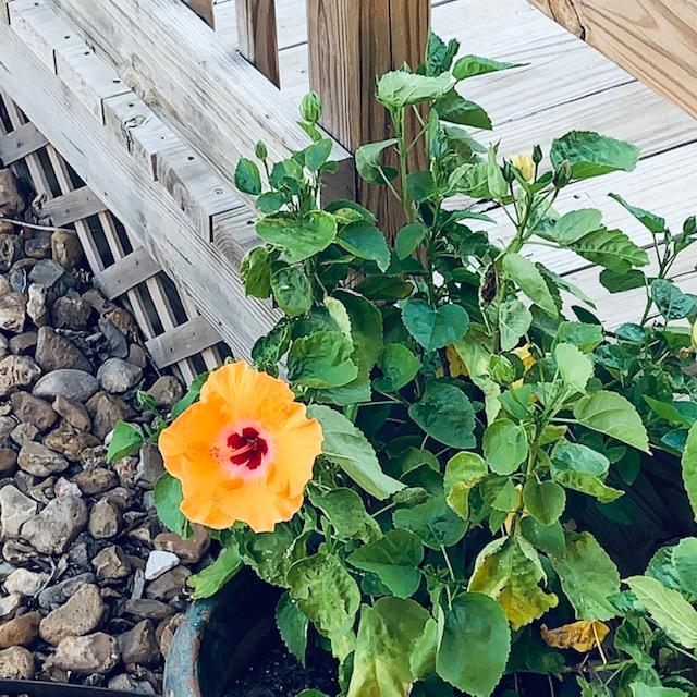 One of our orange hibiscus blooms with a maroon center.