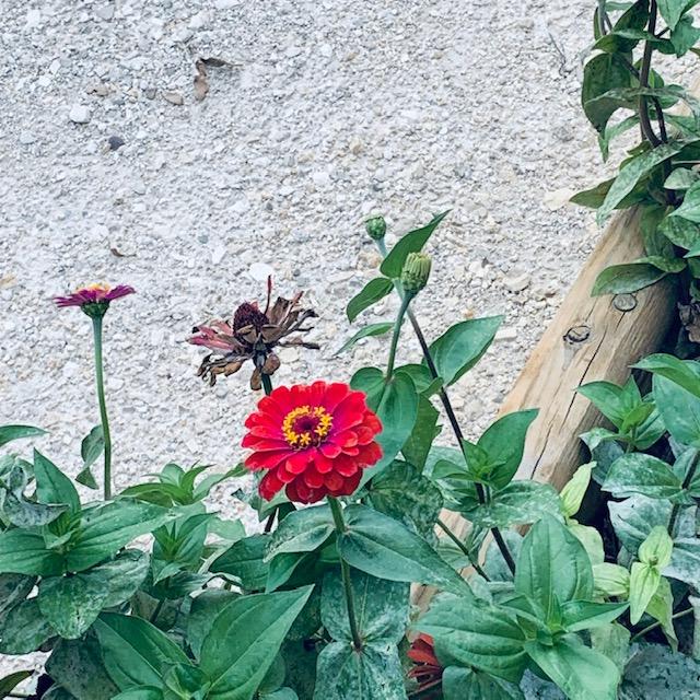 One of my beautiful orange-red zinnias in the front by the Farm Store.