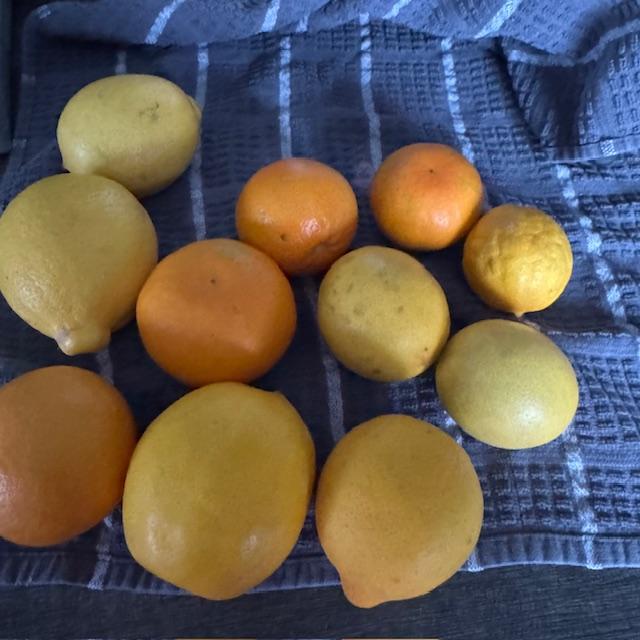 Here is my latest orange and lemon harvest. Isn't it funny that my citrus isn't ripe until the middle of December?