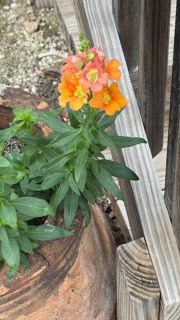 Some new snapdragons bloomed and they are orange.