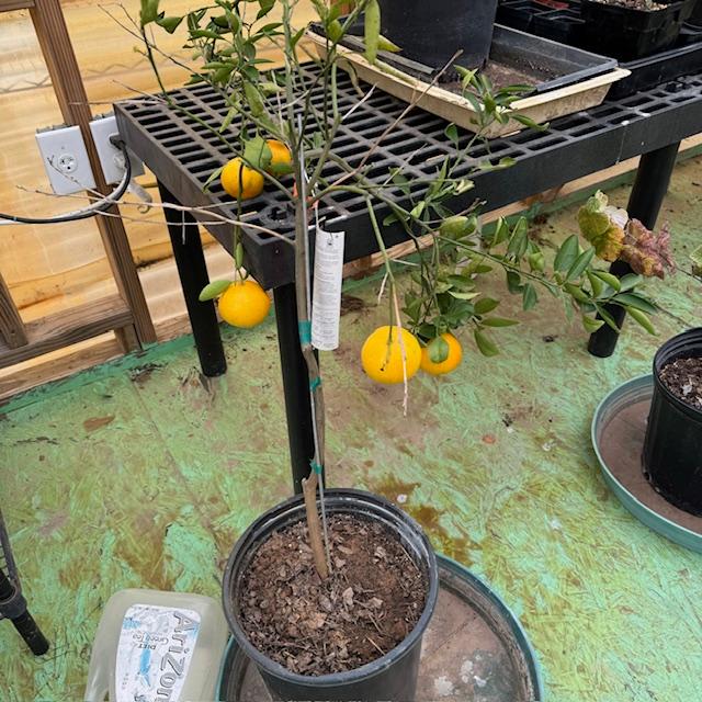 My oranges are almost ripe. These are the first oranges I have ever grown that I get to pick.