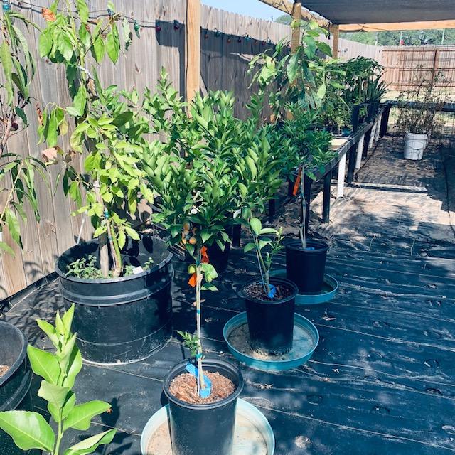 My orange trees in the front and my lemon and lime trees behind and next to them. The orange trees were bought this spring. The citrus trees are from last summer.