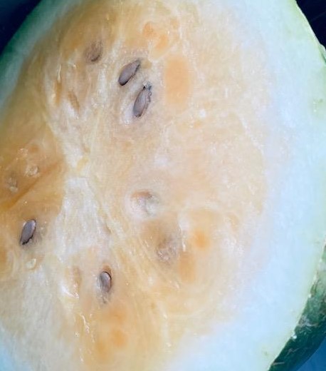 I cut the Tendersweet Orange watermelon open and it is orange and sweet and juicy. So good.