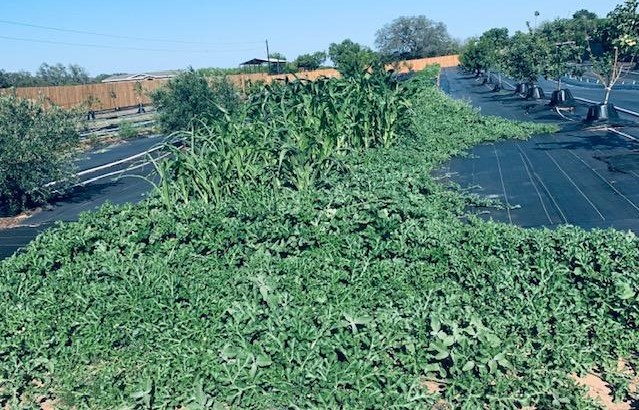 Melons, corn and so much more are growing in our very large 365 foot raised bed through the orchard. June garden chores just got worse in the heat. Look at all...