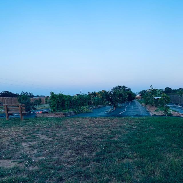 Orchard taken from feed shed at sunset.