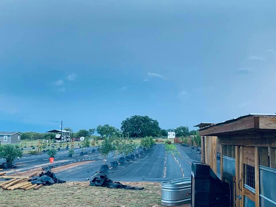 This is our orchard. You can see our rabbit and guinea coops in the lower right portion of the photo.