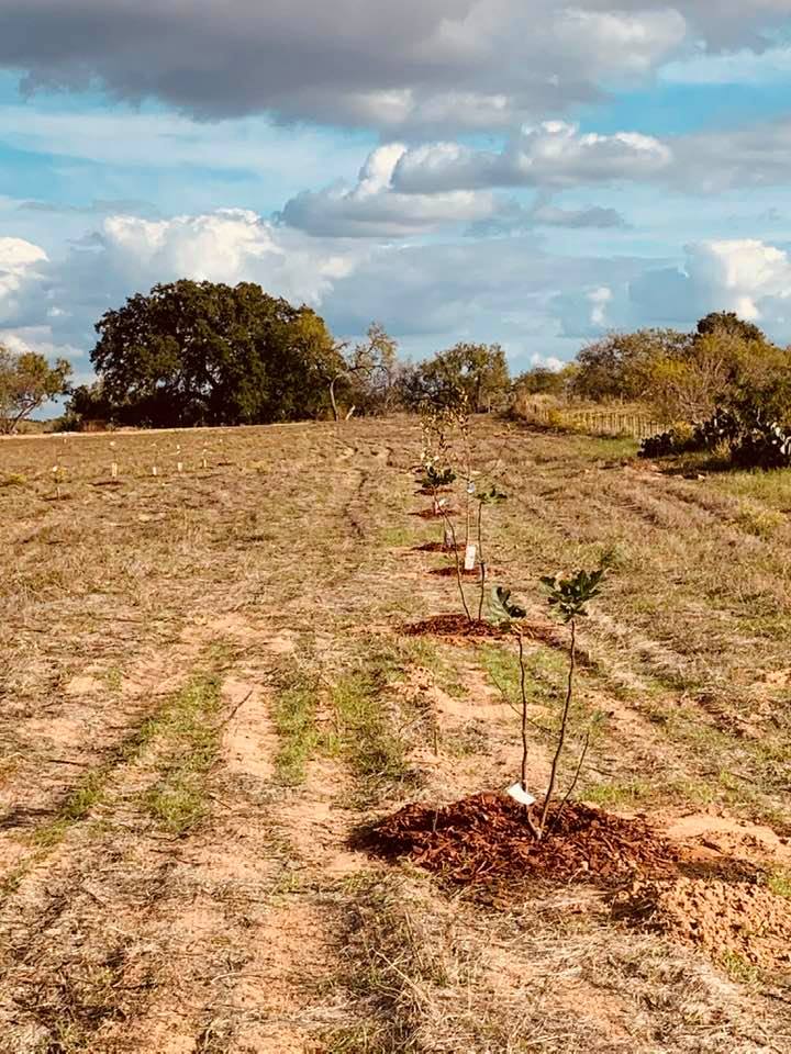 There are two rows of trees in the orchard so far. We are hoping for some other trees once we find some.