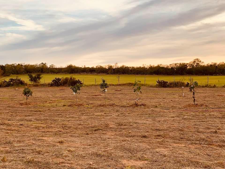 A portion of our new row of trees in the orchard. These are citrus trees.