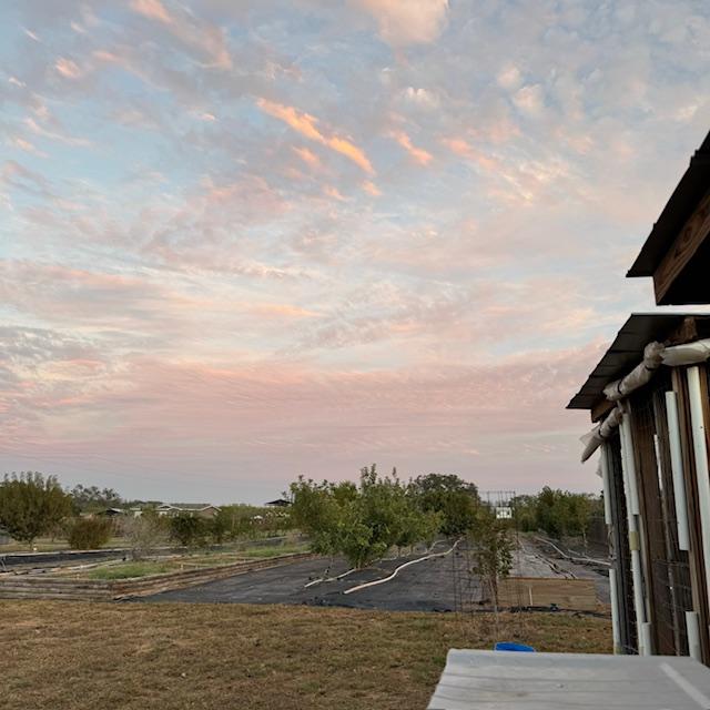 This is our orchard at sunset today.