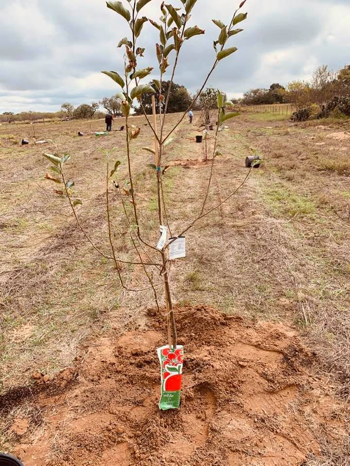 The orchard is being planted in two rows, grouping types of trees together.