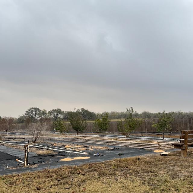 Part of our orchard and the field beyond it.