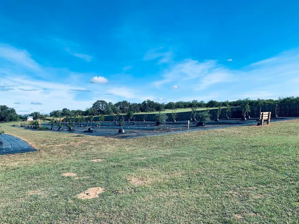 Our orchard is looking so much better now that David is taking care of it and actually watering all of the trees. We replaced the dead ones that were getting zero water and added more weed barrier. Our orchard is looking so much better now that David is taking care of it and actually watering all of the trees. We replaced the dead ones that were getting zero water and added more weed barrier.