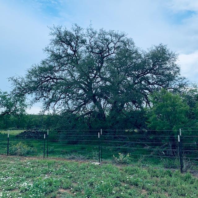 Our big oak at the top of the property is not really ours. It is behind the property line but it appears in so many of our photos.