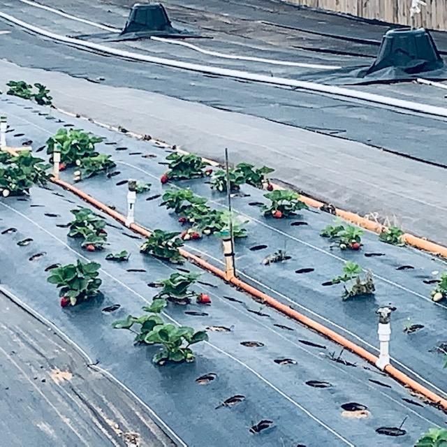 In our orchard between rows are our strawberry plants among other things.