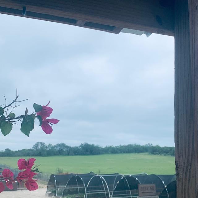 It is overcast again. We are supposed to have thunderstorms tonight. Right now it is breezy and cool out. The temperature is 77° but you would never know.