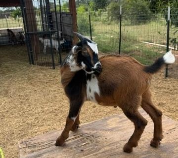 This is blue eyed Ozzie, one of Gracie's sons. I am keeping this little guy as a playful companion for his father who gets kind of lonely in the back...