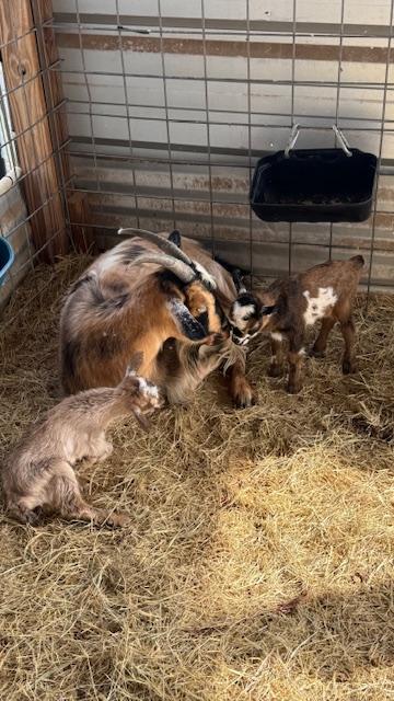 Left to right Harriet, Gracie, and Ozzie, shortly after they were born. Aren't they sweet?