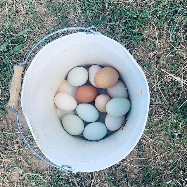 We always have a colorful pail of eggs from our chickens.