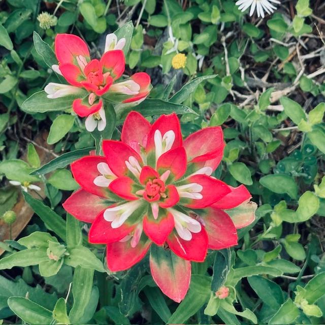 This is a paintbrush flower. Isn't it gorgeous?