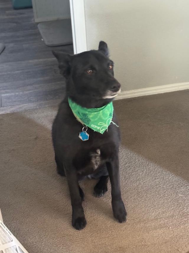 Pamela is all ready for St. Patrick's Day. Isn't she beautiful?