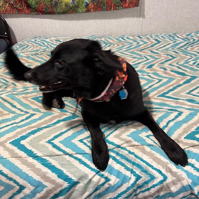 It is hard to get Pamela to pose but here she is.