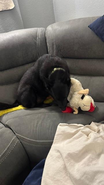 Here is Pamela eating the big Lamb Chop.