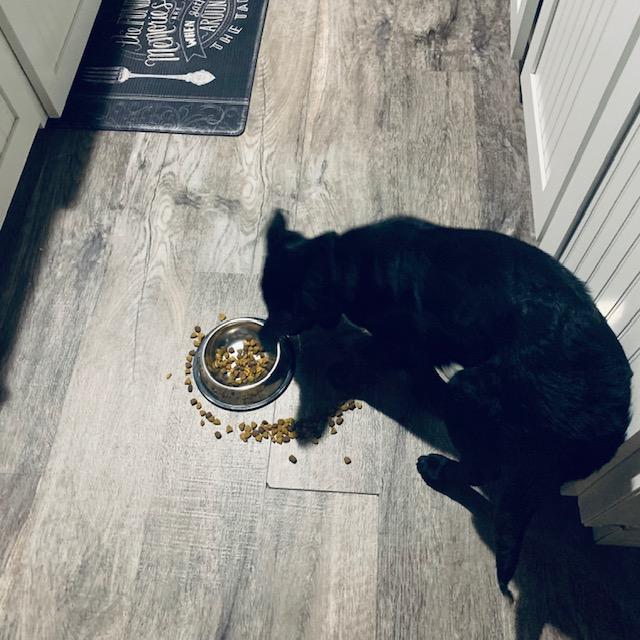 Pamela is a very messy eater, spilling kibble all over the kitchen floor.