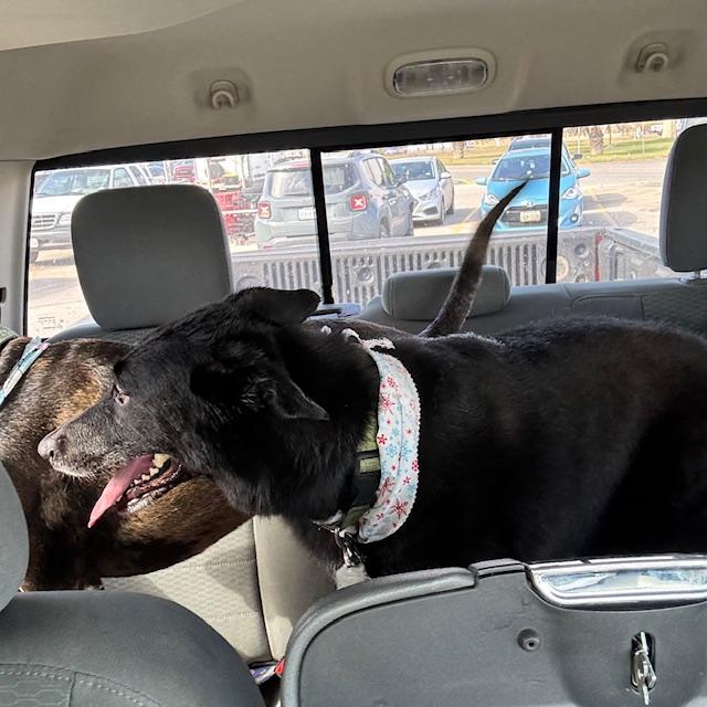 Pamela is all fluffy and pretty.