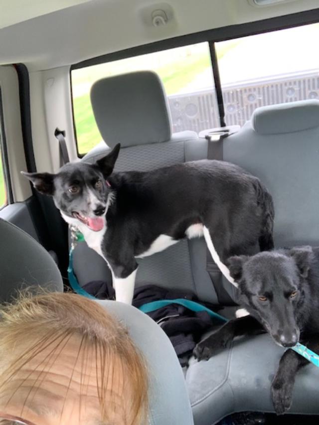 I took this photo in the truck of Pamela and Sue Ellen on their way to be groomed today.