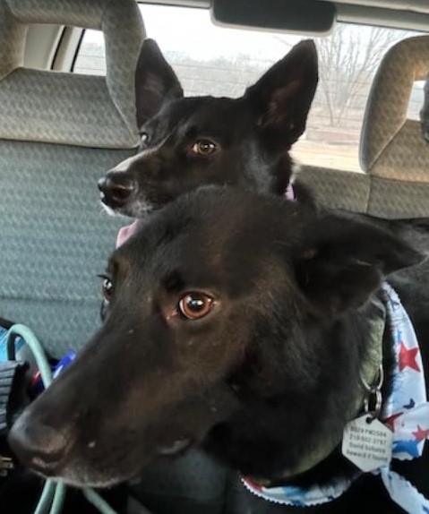 Pamela and Sue Ellen in the car after being groomed. Aren't they so pretty?