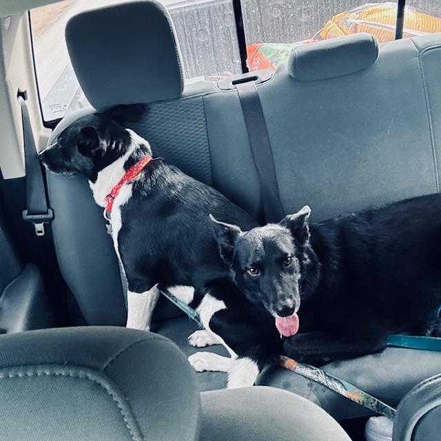 This is after the exam. They both chilled out after a few minutes and enjoyed the ride away from the vet's office.