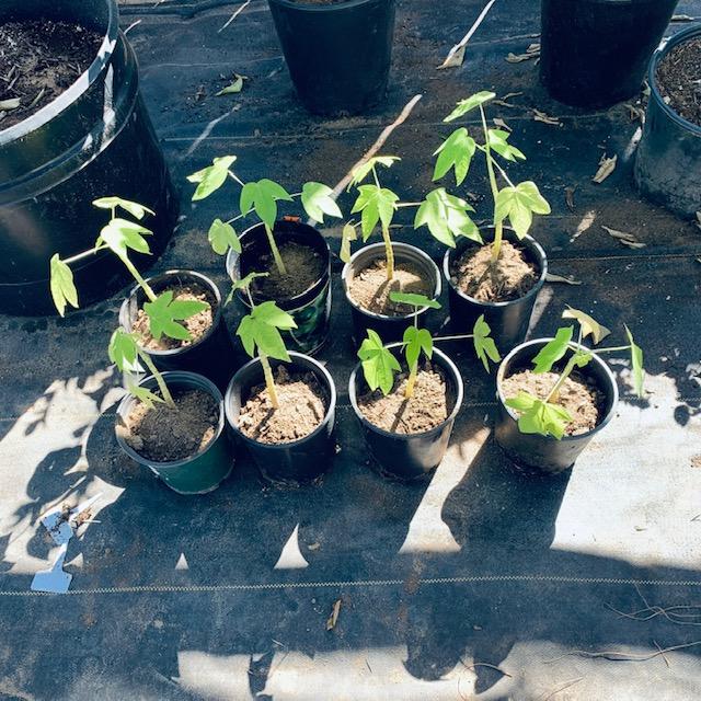 My cute little papaya trees seem to be happy in bigger pots.