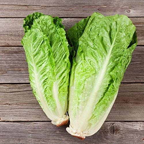Paris White Cos is a wonderful Romaine lettuce, one of the most popular of the spring seed varieties.