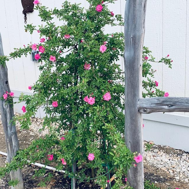 The roses in the parking lot are blooming beautifully!