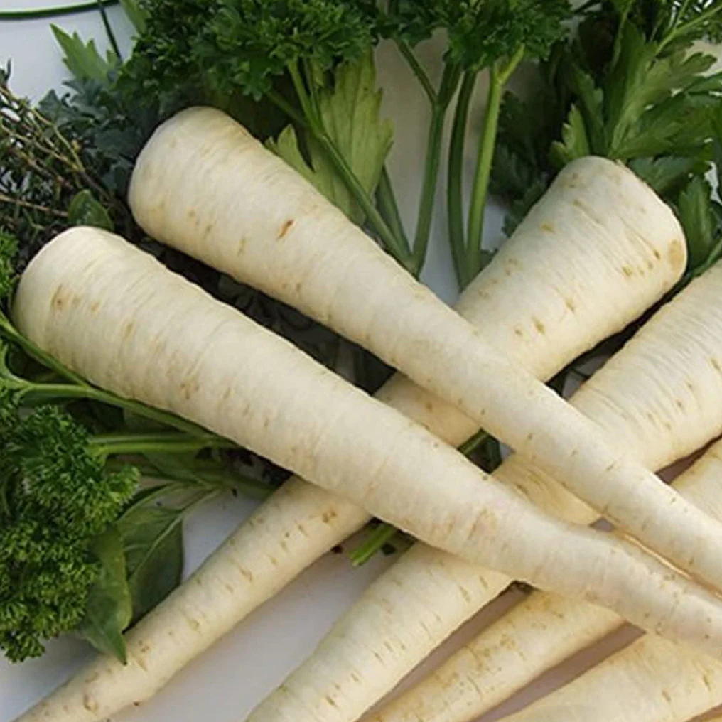 Grow parsnips like the Parsley Long Rooted Hamburg.