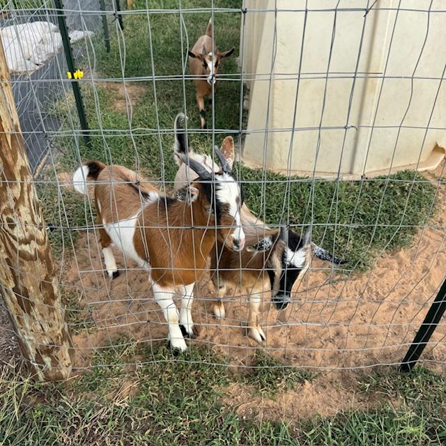 George, Gracie, and Ethel are in this photo. The hole was patched by Nacho the other day when he was here.