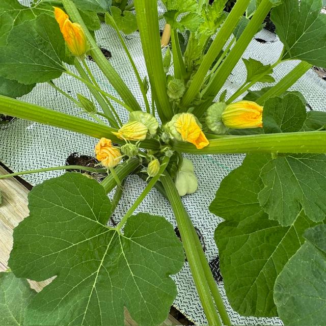 The squash seeds I planted a month ago area already producing. Look at this patty pan squash! So exciting! The squash seeds I planted a month ago area already producing. Look at this patty pan squash! So exciting!