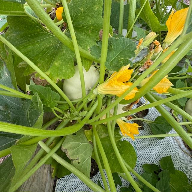 There is a lot of patty pan squash growing.
