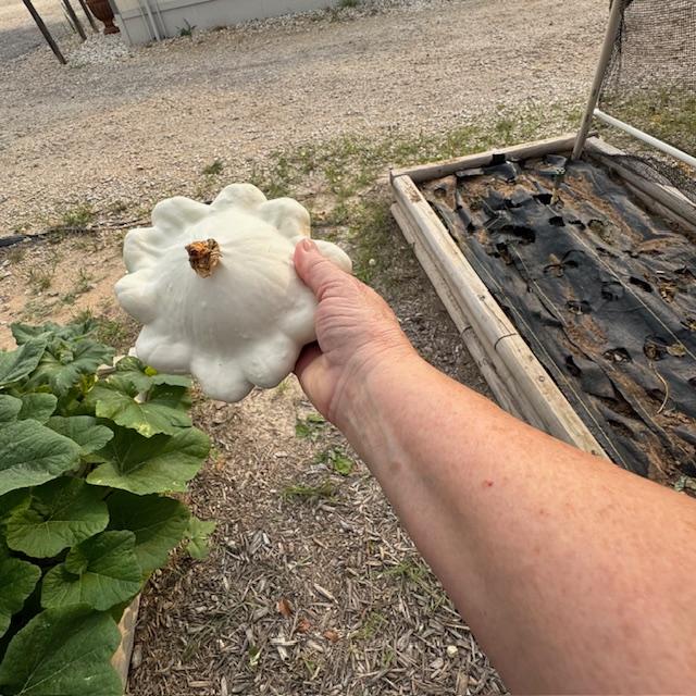 I picked a patty pan squash today and air fried it for dinner.