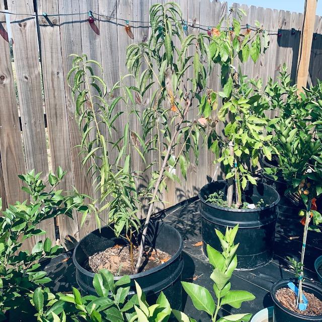 A peach tree is in with the citrus. There is also an avocado tree in there.