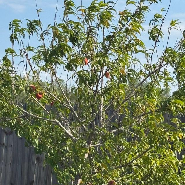 This is one of the trees that had ripe peaches on it yesterday.