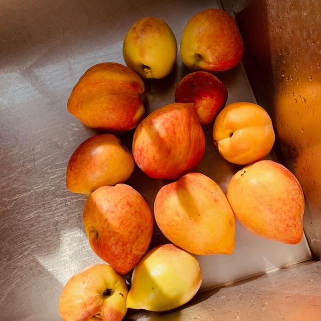 I picked all of these peaches today. This is our first peach harvest since we have been on the farm.