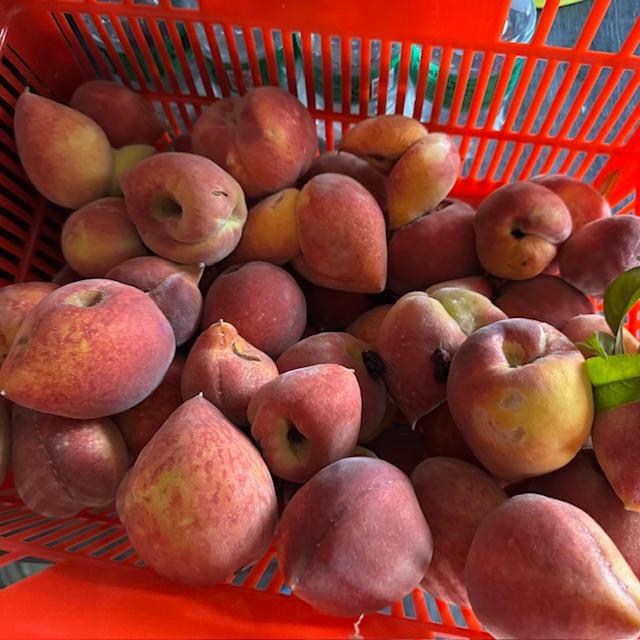 This is my peach harvest for today. I got every ripe one I could reach. The big trees haven't started making peaches yet. There is also a loaded apricot tree but not ripe.