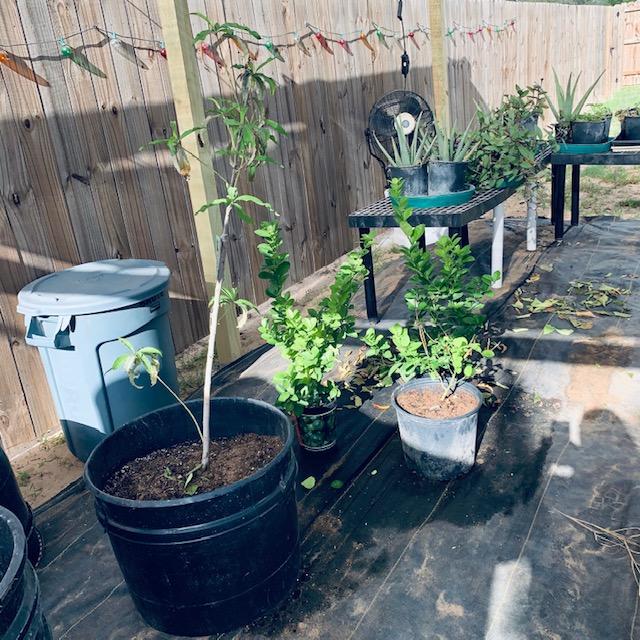 The peach tree and lime trees I transplanted with a few still to go.