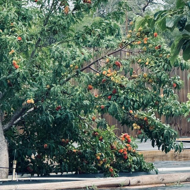 This tree is just loaded with peaches and they are almost ripe. We have several other trees with peaches but not this close to being ripe. This tree is just loaded with peaches and they are almost ripe. We have several other trees with peaches but not this close to being ripe.