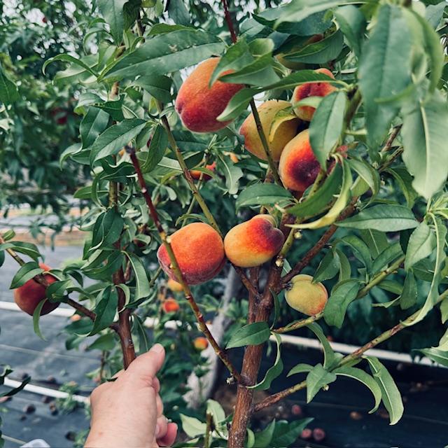 This peach tree is much smaller so it did not have tons of peaches on it.